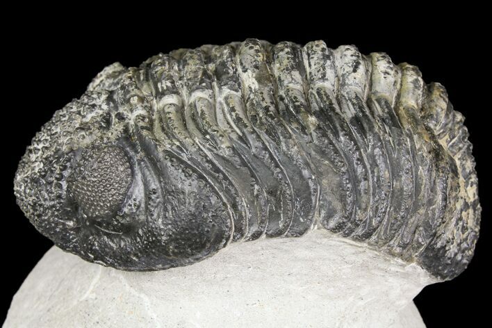 Drotops Trilobite With White Patina - Great Eyes! #153962